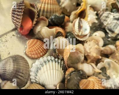 mucchio di conchiglie e molluschi di varie dimensioni e colori su una superficie Foto Stock