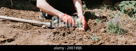 giovane uomo maturo giardiniere e agricoltore 40+ anni con fare le mani in guanti pantaloni margherite fiori selvatici sulla sua casa suburbana in villaggio di campagna Foto Stock