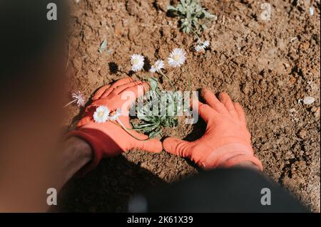 mani maschili in guanti rossi giovane uomo maturo giardiniere coltivatore piante margherite fiori selvatici sulla sua casa suburbana in villaggio di campagna vicino casa giardeni Foto Stock