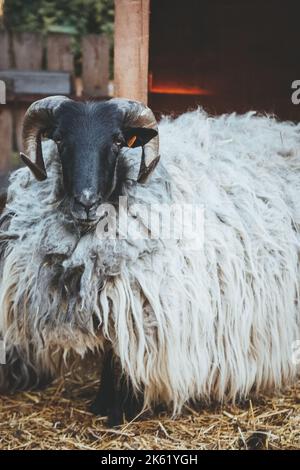 bestiame bovino che coltivava pedigreed famiglia rurale di ariete Foto Stock