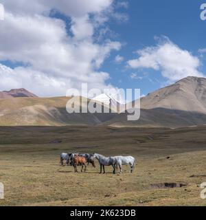 Cavalli nella valle di Sary Tash, Kirghizistan con fondo innevato della catena montuosa di Trans Alay lungo l'alta altitudine Pamir Highway vicino al confine con il Tagikistan Foto Stock