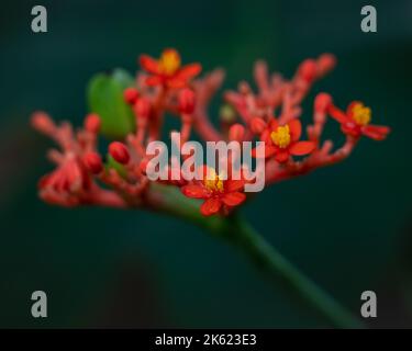 Vista in primo piano di fiori rossi arancioni di jatropha podagrica aka pianta gotta, rabarbaro guatemalteco o di piante di corallo isolate all'aperto su sfondo scuro Foto Stock