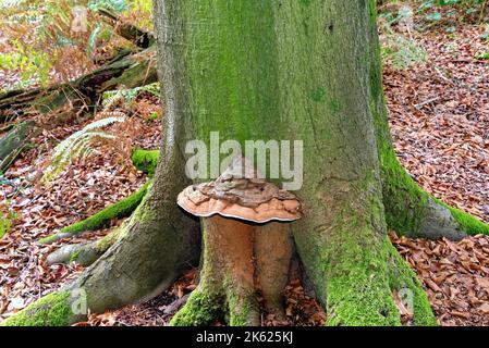 Primo piano di un grosso fungo di staffa che cresce sul tronco di un faggio Foto Stock