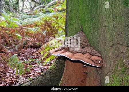 Primo piano di un grosso fungo di staffa che cresce sul tronco di un faggio Foto Stock