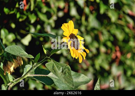Un unico girasole, Helianthus annus crescere in un giardino su uno sfondo di verde fogliame. Foto Stock