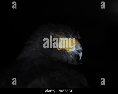 harris hawk parabuteo unicinctus isolato su sfondo nero primo piano ritratto Foto Stock