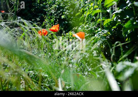Campo papavero rosso tra prato in estate Foto Stock