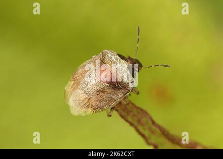 Primo piano su uno schermo di Woundwort color bronzo per adulti, Eysarcoris venustissimus su sfondo verde Foto Stock