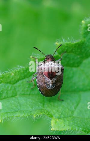 Primo piano verticale dettagliato su un insetto di sciabola adulto, Dolycoris baccarum in un giardino Foto Stock