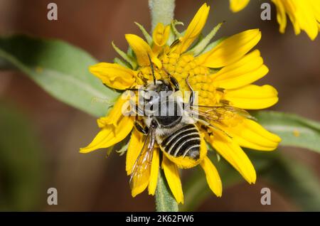 Leafcutter Bee, Megachile sp., foraggio su girasole Maximilian, Helianthus maximiliani Foto Stock