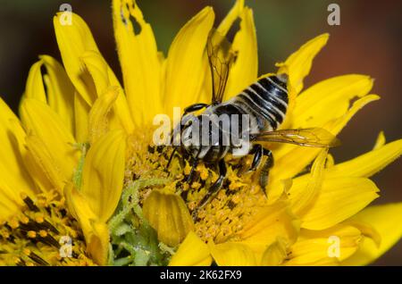 Leafcutter Bee, Megachile sp., foraggio su girasole Maximilian, Helianthus maximiliani Foto Stock