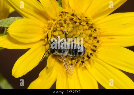 Leafcutter Bee, Megachile sp., foraggio su girasole Maximilian, Helianthus maximiliani Foto Stock