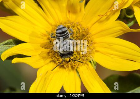 Leafcutter Bee, Megachile sp., foraggio su girasole Maximilian, Helianthus maximiliani Foto Stock