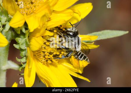 Leafcutter Bee, Megachile sp., foraggio su girasole Maximilian, Helianthus maximiliani Foto Stock