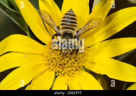 Leafcutter Bee, Megachile sp., foraggio su girasole Maximilian, Helianthus maximiliani Foto Stock