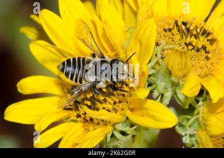 Leafcutter Bee, Megachile sp., foraggio su girasole Maximilian, Helianthus maximiliani Foto Stock