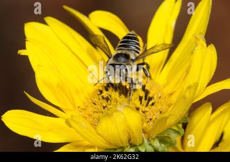 Leafcutter Bee, Megachile sp., foraggio su girasole Maximilian, Helianthus maximiliani Foto Stock