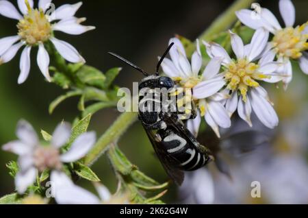 Ape a cucù, Tribe Epeolini, foraggio dell'Astro di Drummond, Symphyotrichum drummondii Foto Stock
