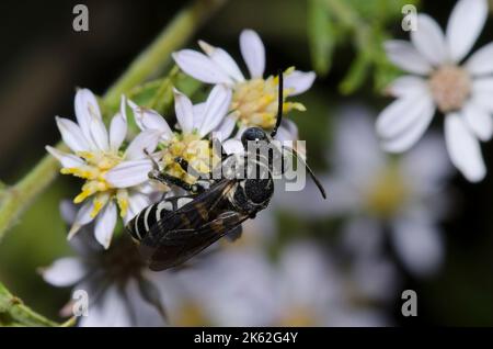 Ape a cucù, Tribe Epeolini, foraggio dell'Astro di Drummond, Symphyotrichum drummondii Foto Stock