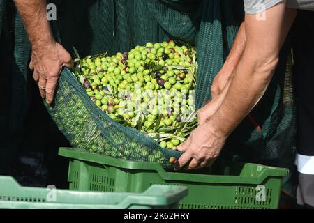 L'associazione di veterani croati affetti da PTSD della contea di Sibenik-Knin ha iniziato a raccogliere olive nell'entroterra di Pirovac. L'associazione si occupa dell'oliveto da molti anni e riceve le più alte lodi per il suo olio d'oliva. Le terapie professionali sono effettuate nell'oliveto, che aiuta i veterani a combattere la loro malattia, a Dubrava kod Tisnog, Croazia, il 11 ottobre 2022. Foto: Hrvoje Jelavic/PIXSELL Foto Stock