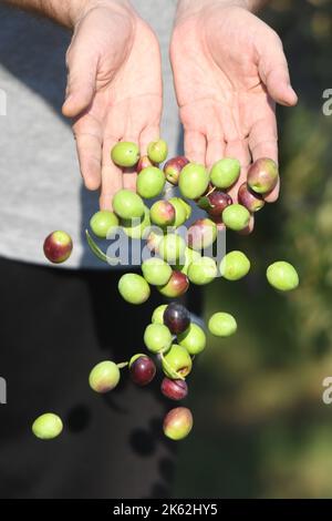 L'associazione di veterani croati affetti da PTSD della contea di Sibenik-Knin ha iniziato a raccogliere olive nell'entroterra di Pirovac. L'associazione si occupa dell'oliveto da molti anni e riceve le più alte lodi per il suo olio d'oliva. Le terapie professionali sono effettuate nell'oliveto, che aiuta i veterani a combattere la loro malattia, a Dubrava kod Tisnog, Croazia, il 11 ottobre 2022. Foto: Hrvoje Jelavic/PIXSELL Foto Stock