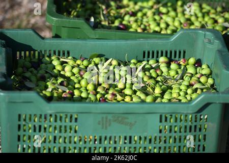 L'associazione di veterani croati affetti da PTSD della contea di Sibenik-Knin ha iniziato a raccogliere olive nell'entroterra di Pirovac. L'associazione si occupa dell'oliveto da molti anni e riceve le più alte lodi per il suo olio d'oliva. Le terapie professionali sono effettuate nell'oliveto, che aiuta i veterani a combattere la loro malattia, a Dubrava kod Tisnog, Croazia, il 11 ottobre 2022. Foto: Hrvoje Jelavic/PIXSELL Foto Stock