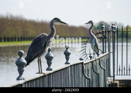 Due aironi sulla recinzione, Regno Unito Foto Stock