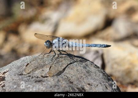 Dettaglio primo piano su una libellula mediterranea Skimmer meridionale, Orthetrum brunneum seduta su una pietra Foto Stock