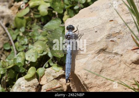 Dettaglio primo piano su una libellula mediterranea Skimmer meridionale, Orthetrum brunneum seduta su una pietra Foto Stock