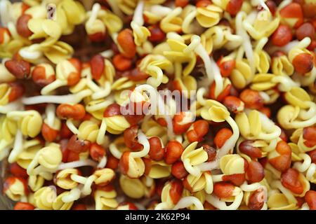 Primo piano di sorprendente texture di piante interne idroponiche Kaiware Daikon germogli Foto Stock