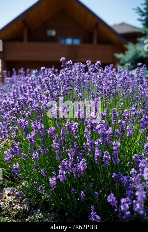 Ci sono molti cespugli di lavanda dai colori vivaci in un grande aiuola con foglie verdi. Lavanla in una giornata di sole Foto Stock