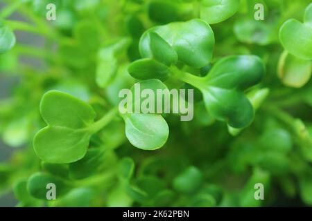 Primo piano di bellissimi microgreens Rahdish giapponesi a forma di cuore o Kaiware Daikon Foto Stock