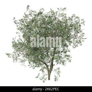 Piccolo albero di ulivo dettagliato con foglie verdi isolato su bianco, 3D Illustrazione. Foto Stock