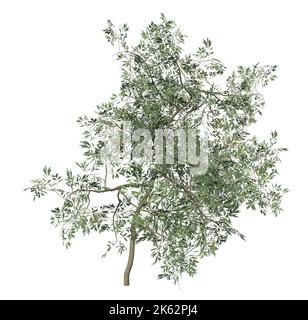 Piccolo albero di ulivo dettagliato con foglie verdi isolato su bianco, 3D Illustrazione. Foto Stock