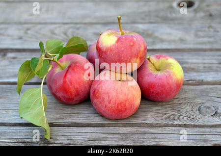 Mele mature appena raccolte su un vecchio tavolo di legno. Concetto di crescita del proprio cibo biologico. Foto Stock