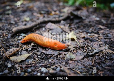 Primo piano della slug rosso, Arion rufus. Conosciuto anche come grande slug rosso, arion cioccolato e slug rosso europeo. Paesi Bassi, Limburgo, agosto 2021 Foto Stock