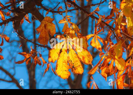 Sfondo autunnale e fogliare. Cavallo retroilluminato castagno foglie marrone, arancione e giallo Foto Stock