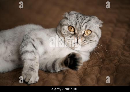 Un bel gatto grigio grande Scottish Fold o Scottish fold. Gatto giocoso degli animali domestici Foto Stock