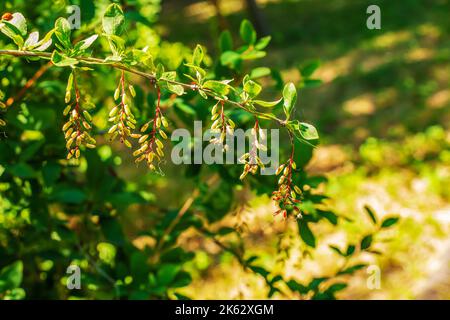 Bacche di frutti di bosco che crescono nel giardino estivo. Bacche verdi di barberry. Il nome latino è Berberis vulgaris L. Foto Stock