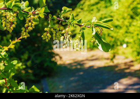 Bacche di frutti di bosco che crescono nel giardino estivo. Bacche verdi di barberry. Il nome latino è Berberis vulgaris L. Foto Stock