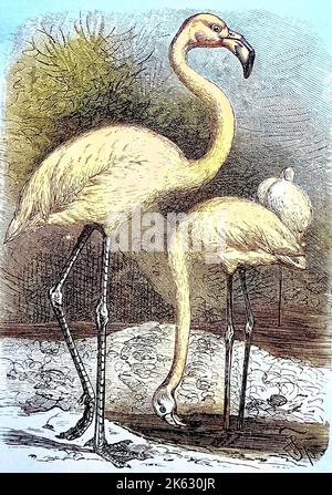 Grande fenicottero / großer Flamingo, Fenicopterus roseus, Historisch, digitale migliorata riproduzione di un originale del 19th secolo / digitale Reproduktion einer Originalvorlage aus dem 19. Jahrhundert, Foto Stock