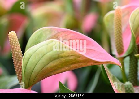 Cuore a forma di rosa verde Anthurium in colori vivaci con vene rosa Foto Stock