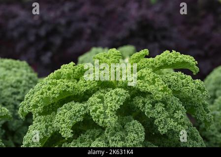 Kale pronto per essere raccolto dal giardino Foto Stock