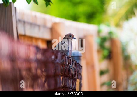 Una colomba lutto arroccata su una recinzione sul cortile a Sun City, Arizona. Foto Stock