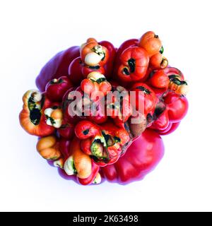 insolito unico singolare forma stranamente, gravemente malformato rosso maturo su sfondo bianco, pomodoro mutante, frutta brutta Foto Stock