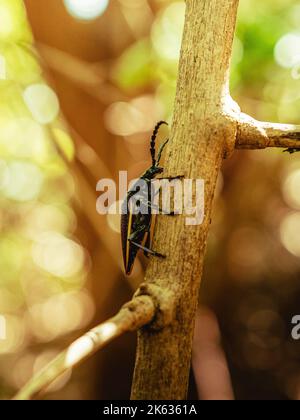 Bellissimo scarabeo nero lungo corno in piedi su un albero con verdi intorno nella Riserva Naturale da porto rico humacao. Tranquillo e piacevole plac Foto Stock