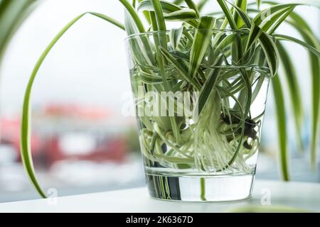 Piante di casa verdi radici crescenti in vetro di acqua. Pianta del ragno (Chlorophitum comosus) anche chiamata pianta del nastro, pianta dell'aeroplano. Foto Stock