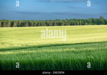 Immagine astratta di colture giovani in campi nella campagna dell'Hampshire che circonda Beacon Hill in Hampshire, Inghilterra, Regno Unito Foto Stock