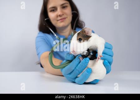 Il veterinario esamina il cuore e i polmoni di una cavia con uno stetoscopio. Foto Stock