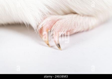 Artigli di cavia a lunga crescita su sfondo bianco con spazio per il testo Foto Stock